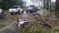 Pohon Tumbang Timpa Pengendara Sepeda Motor di Ruteng
