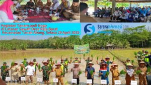 Camat Tanah Abang Hadiri dan Dukung Penuh Gerakan Tanam Bersama Padi Gogo dan Reguler Menuju Swasembada Pangan di PALI