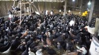 Bupati Banyuasin Kunjungi Peternakan Pitik Mbalong