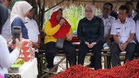 Panen, Wakil Bupati Netta Apresiasi Program Pemanfaatan Lahan Kelompok Petani Cabai