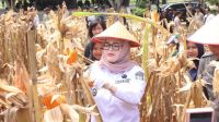 Wabup Banyuasin Netta Panen Jagung Bersama, Dukung Swasembada Pangan Nasional