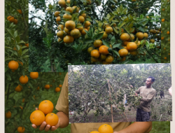 Kebun Jeruk Air Talas Disulap Jadi Wisata Petik Sendiri