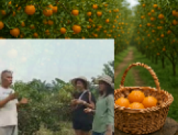 Kebun Jeruk Kades Air Talas Diserbu Pengunjung, Jadi Destinasi Wisata Baru di Muara Enim