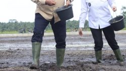 Karang Agung Ilir Jadi Pilot Project Benih IP 300 Di Banyuasin