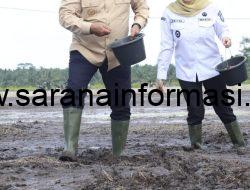 Karang Agung Ilir Jadi Pilot Project Benih IP 300 Di Banyuasin