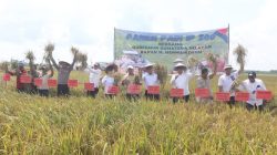 Karang Agung Ilir Lumbung Pangan, Bupati Wakil Bupati Banyuasin Panen Raya IP 200 