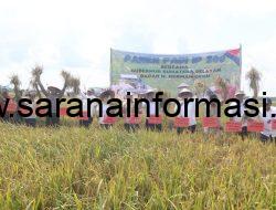 Karang Agung Ilir Lumbung Pangan, Bupati Wakil Bupati Banyuasin Panen Raya IP 200 