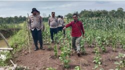 Dukung Ketahanan Pangan Nasional, Kapolres PALI Tinjau Lahan Tanam Jagung Serentak