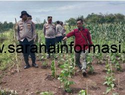 Dukung Ketahanan Pangan Nasional, Kapolres PALI Tinjau Lahan Tanam Jagung Serentak