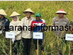 Panen Bersama di Desa Rejosari, Bupati PALI Tekankan Sinergi Demi Kedaulatan Pangan