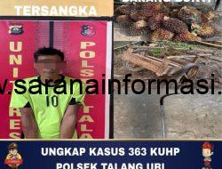 Polsek Talang Ubi Ringkus Pencuri Sawit, Satu Buron
