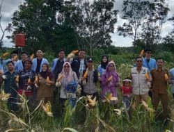 Panen Raya Jagung Pulau Semambu Wujud Sinergi Polisi dan Warga