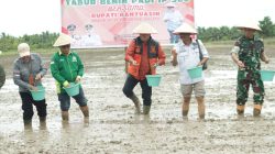 Tabur Benih Bupati Banyuasin Optimis Banyuasin Swasembada Pangan Nomor 1 Di Indonesia
