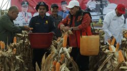 Alhamdulillah Panen Jagung Air Salek Meningkat Tinggi Diluar Target” Ungkap Bupati Banyuasin 