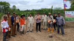 Pemerintah Kecamatan Tanah Abang Dorong Ketahanan Pangan Lewat Tanam Raya Jagung Hibrida di Desa Sedupi