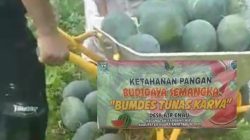 Bumdes Tunas Karya Desa Air Enau Rambang Niru Panen Perdana Budidaya Semangka 