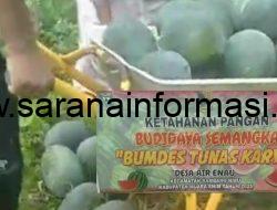 Bumdes Tunas Karya Desa Air Enau Rambang Niru Panen Perdana Budidaya Semangka 