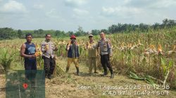 Polsek Betung Pantau Persiapan Panen Jagung Di Tanjung Laut untuk Dukung Ketahanan Pangan
