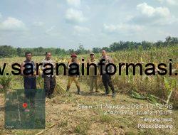 Polsek Betung Pantau Persiapan Panen Jagung Di Tanjung Laut untuk Dukung Ketahanan Pangan