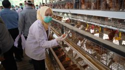 Telur Asal Banyuasin Siap Mendunia Angin Segar Bagi Pengusaha Ungas