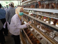 Telur Asal Banyuasin Siap Mendunia Angin Segar Bagi Pengusaha Ungas