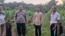 Polsek Talang Ubi Monitoring Lahan Jagung di Desa Karta Dewa