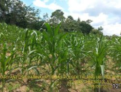 Bhabinkamtibmas Talang Ubi Pantau Tanaman Jagung Warga