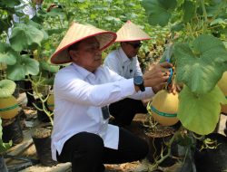 Panen Melon Inthanon 1 Ton di Lapas Banyuasin, Staf Ahli dan Tenaga Ahli Menteri Turut Hadir