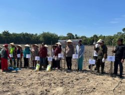 Penanaman Jagung di Desa Tanah Abang Jaya, Wujud Nyata Program Ketahanan Pangan di Kabupaten PALI