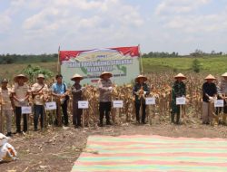 Panen Raya Jagung Kuartal III, Polres PALI Perkuat Ketahanan Pangan