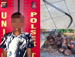 Terduga Pelaku Pencuri Sawit di PT. Pemdas Agro Citra Buana diamankan Polisi 