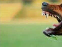 Tercatat 1.110 Kasus Gigitan HPR di Manggarai, Bupati Nabit Keluarkan Instruksi