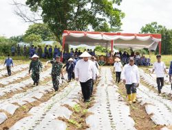 Sinergitas Bersama, Dandim dan Pemkab Banyuasin Tanam 30 Ribu Bibit Cabai