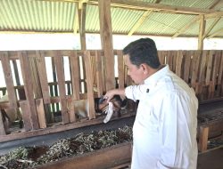 Askolani Tinjau Duren Ijo Peternakan Dan Penggemukan Kambing