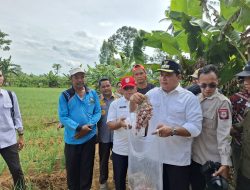 Dukung Petani Bawang Merah Tirto Sari, Bupati Banyuasin Tinjau Kebun Bawang 