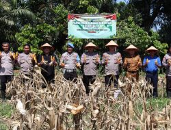 Polsek Lawang Kidul Bersama Warga Panen Raya Jagung Serentak Kwartal III