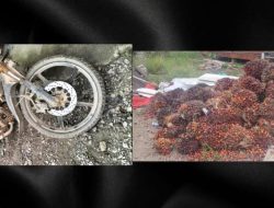 Ungkap Kasus Pencurian Sawit 2 Ton, Satu Tersangka Di Amankan Polisi 