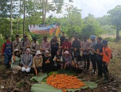 Camat Tanah Abang Dorong Ketahanan Pangan: Panen Jagung Hibrida di Tanjung Dalam Jadi Bukti Nyata Kolaborasi Pemerintah dan Polsek