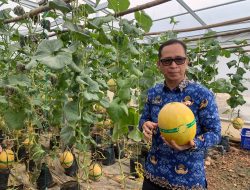 Kualitas Meningkat, Lapas Kelas IIA Banyuasin Kembali Panen Melon