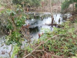 Pipa Pertamina Adera Bocor, Minyak Ngalir ke Rawa dan Diserap Tanaman Warga di Pengabuan