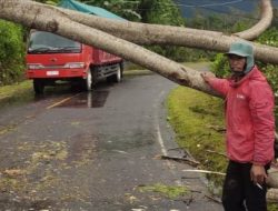 Pohon Tumbang Akibat Hujan Disertai Angin Kencang, Sejumlah Kebun Warga di Desa Golo Loni Rusak Parah