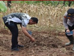 Kapolsek Lawang Kidul Iptu Zakwan Rifqi, S.Tr.K. Pimpin Penanaman Jagung Serentak Kuartal I Tahun 2026