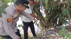 Kapolsek Rambutan Turun Langsung Ditemukannya Mayat Di Persawahan