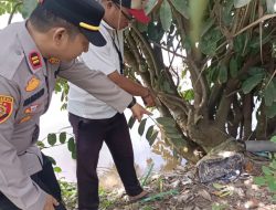 Kapolsek Rambutan Turun Langsung Ditemukannya Mayat Di Persawahan