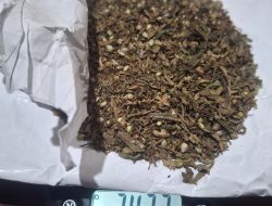 Operasi Undercover Unit Satu Ipda Rio Polres Banyuasin, Dua Saudara Ganja Disita