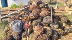 Curi 125 Tandan Sawit PT TBL, Warga Banyuasin Ini Ditangkap Polisi