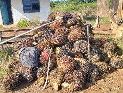 Curi 125 Tandan Sawit PT TBL, Warga Banyuasin Ini Ditangkap Polisi