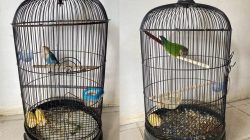 Saat Memberi Makan, Pria Banyuasin Diduga Curi Burung Senilai Rp17 Juta