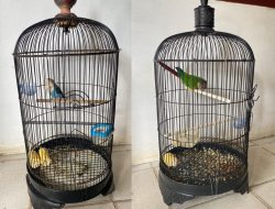 Saat Memberi Makan, Pria Banyuasin Diduga Curi Burung Senilai Rp17 Juta