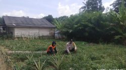 Bhabinkamtibmas Polsek Tungkal Ilir Gerakkan Masyarakat Dukung Swasembada Pangan Nasional